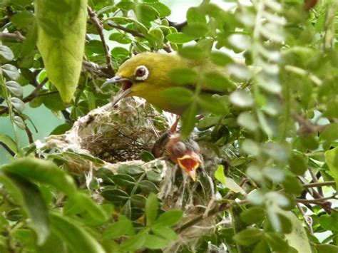 綠繡眼來家裡築巢|野鳥庭前築巢 預示居家風水好兆頭 ＊ 阿波羅新聞網